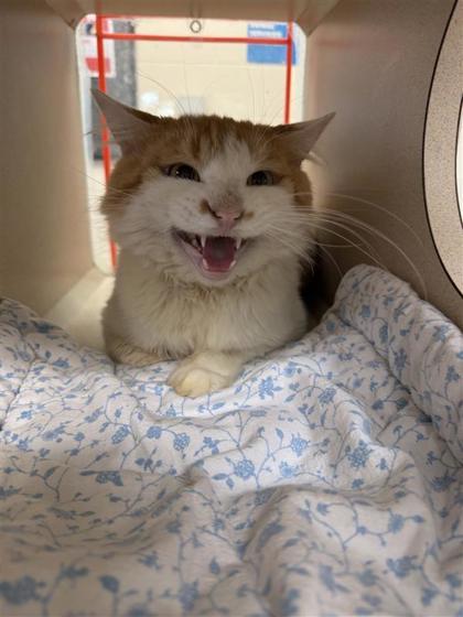 Enlarge Leo, a Adoptable mixed breed in Hutchinson, KS image 1/1