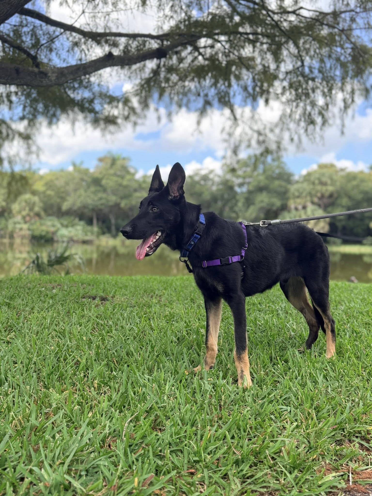 Henry, a Adoptable Shepherd in Pompano Beach, FL image 2/3