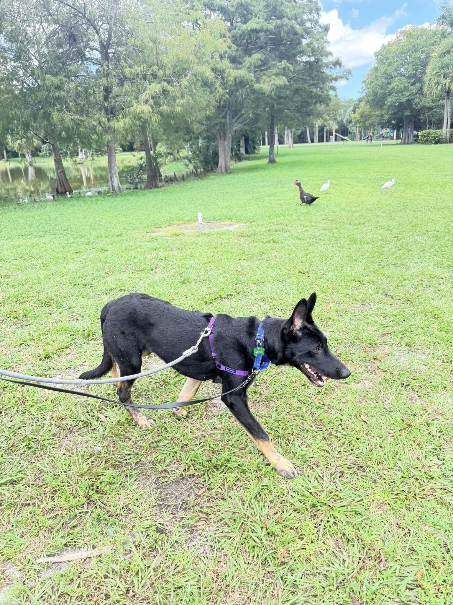 Henry, a Adoptable Shepherd in Pompano Beach, FL image 3/3