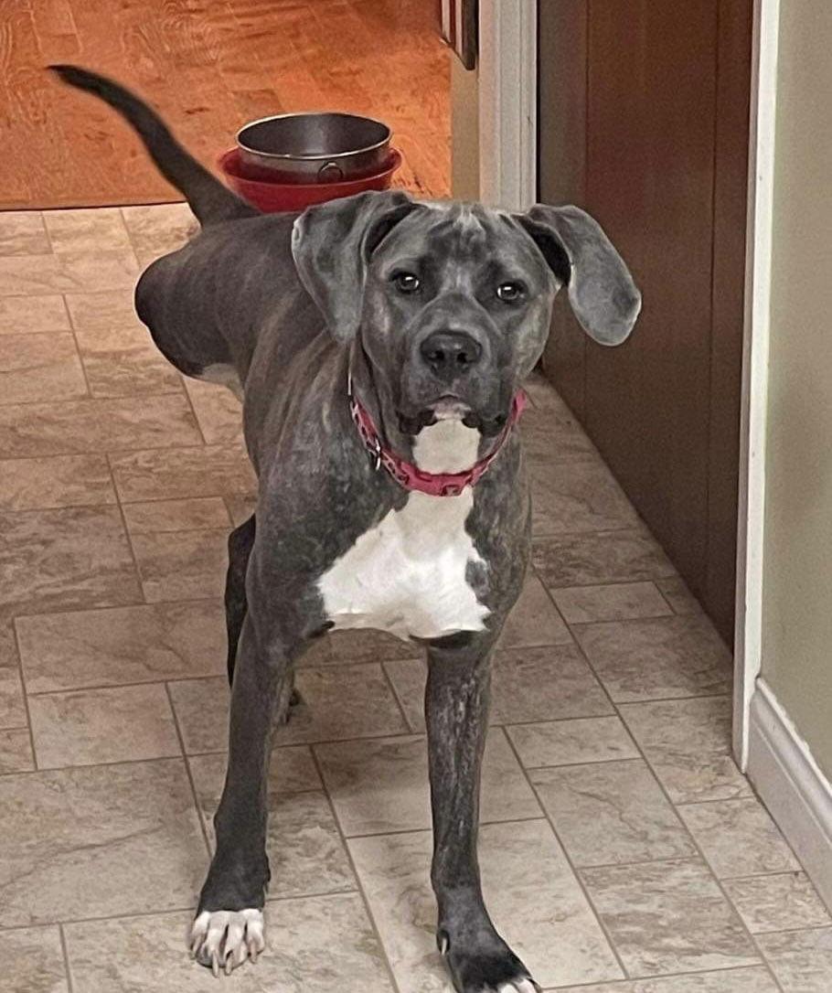 Kylie, a Adoptable Cane Corso in Germantown, OH image 1/3