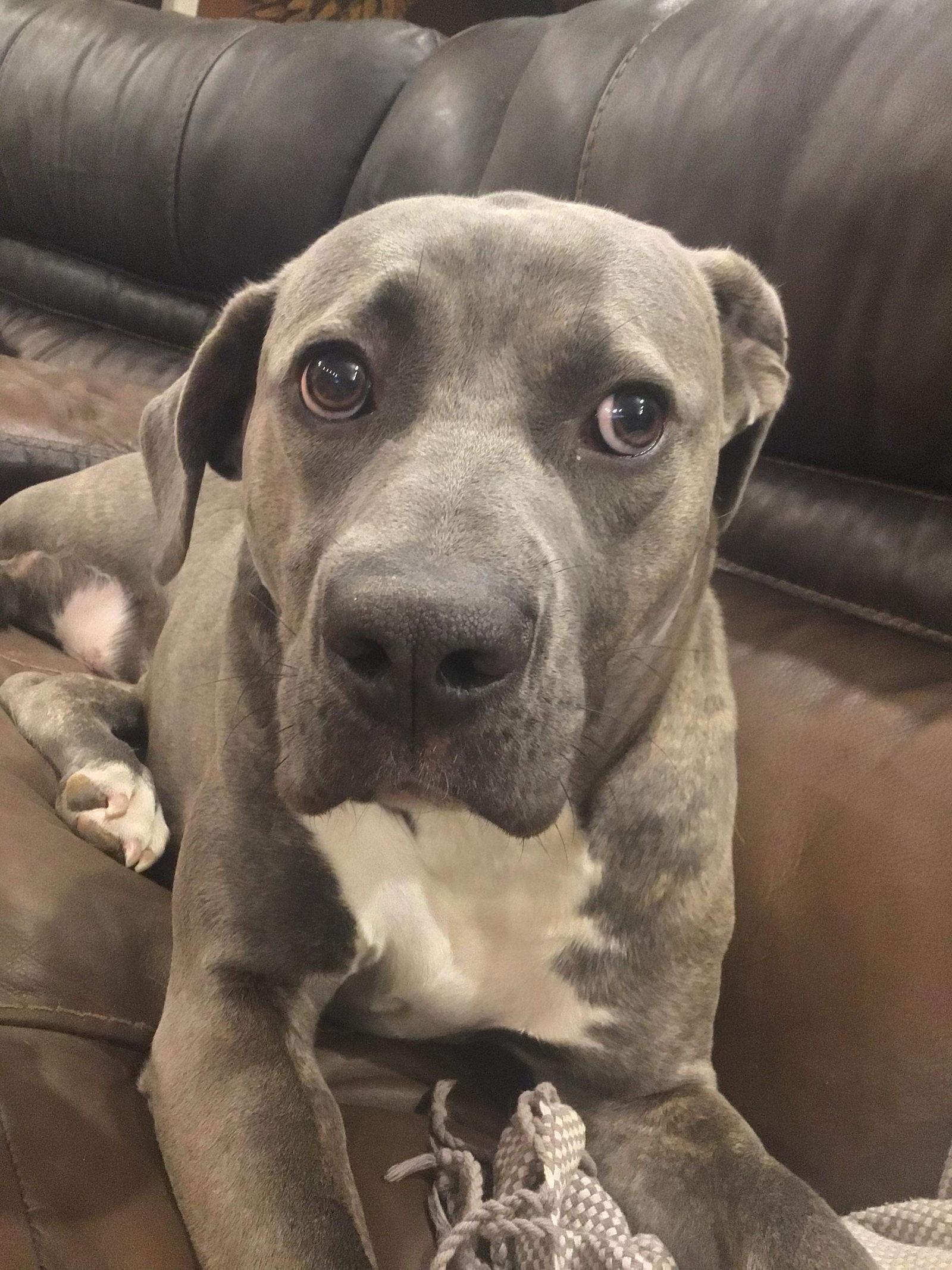 Kylie, a Adoptable Cane Corso in Germantown, OH image 2/3