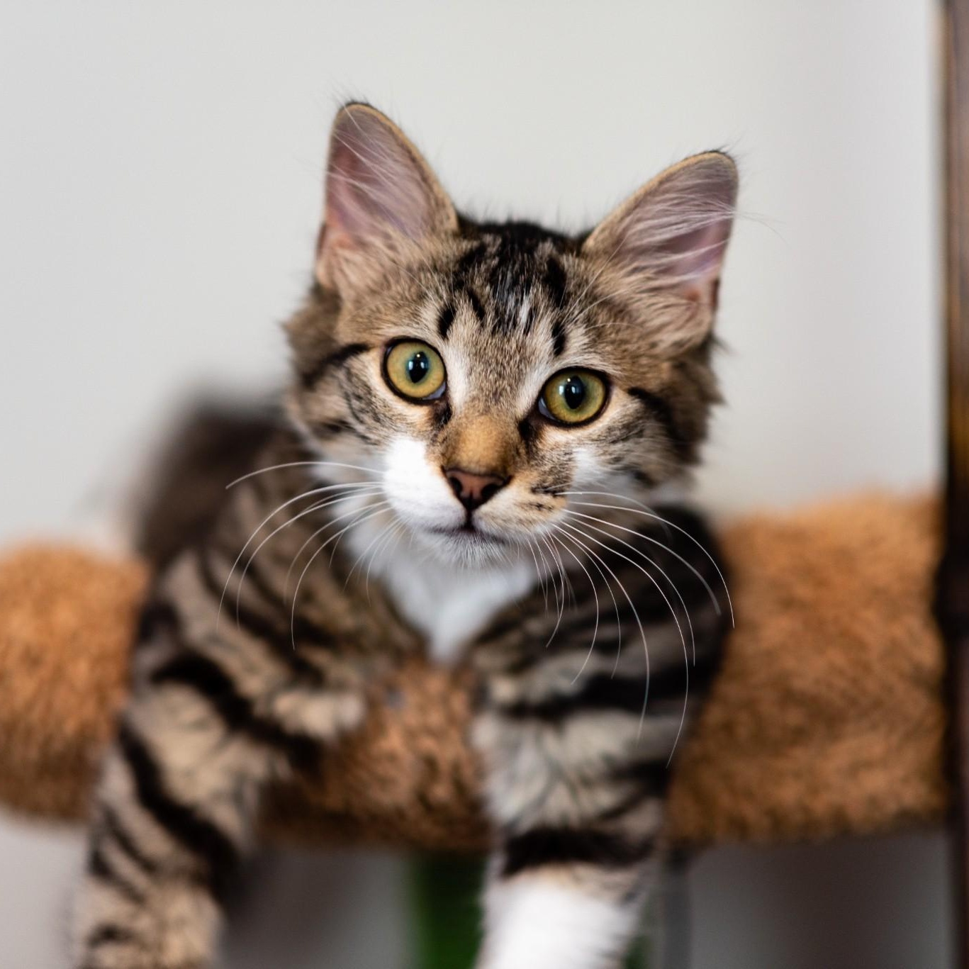 Jaylen, Adoptable, Kitten Female Domestic Medium Hair.