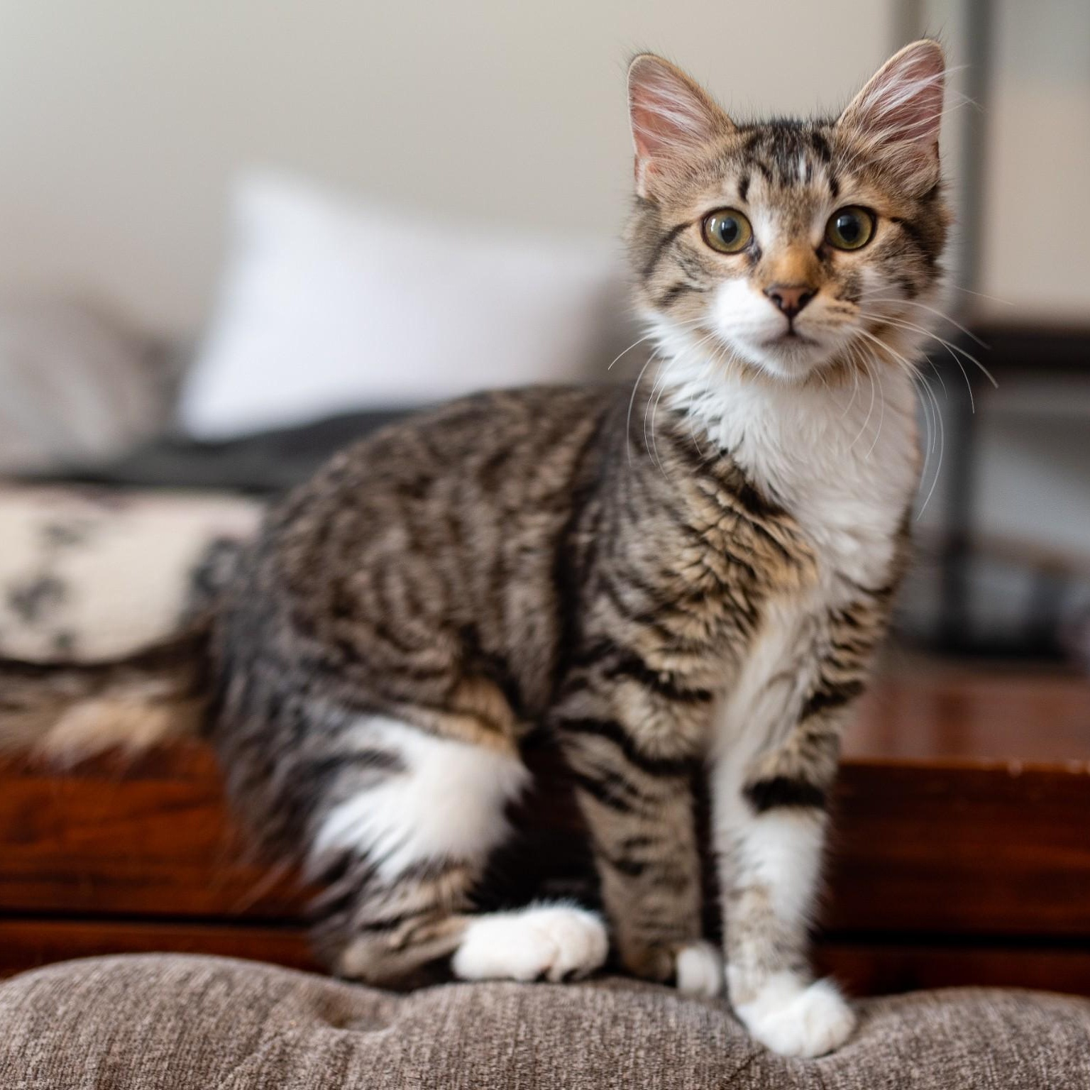 Jaylen, a Adoptable Domestic Medium Hair in Apex, NC image 3/6