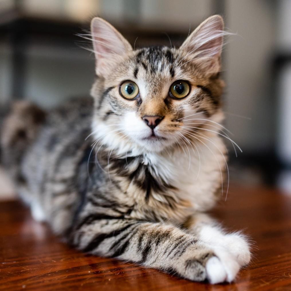Jaylen, a Adoptable Domestic Medium Hair in Apex, NC image 5/6