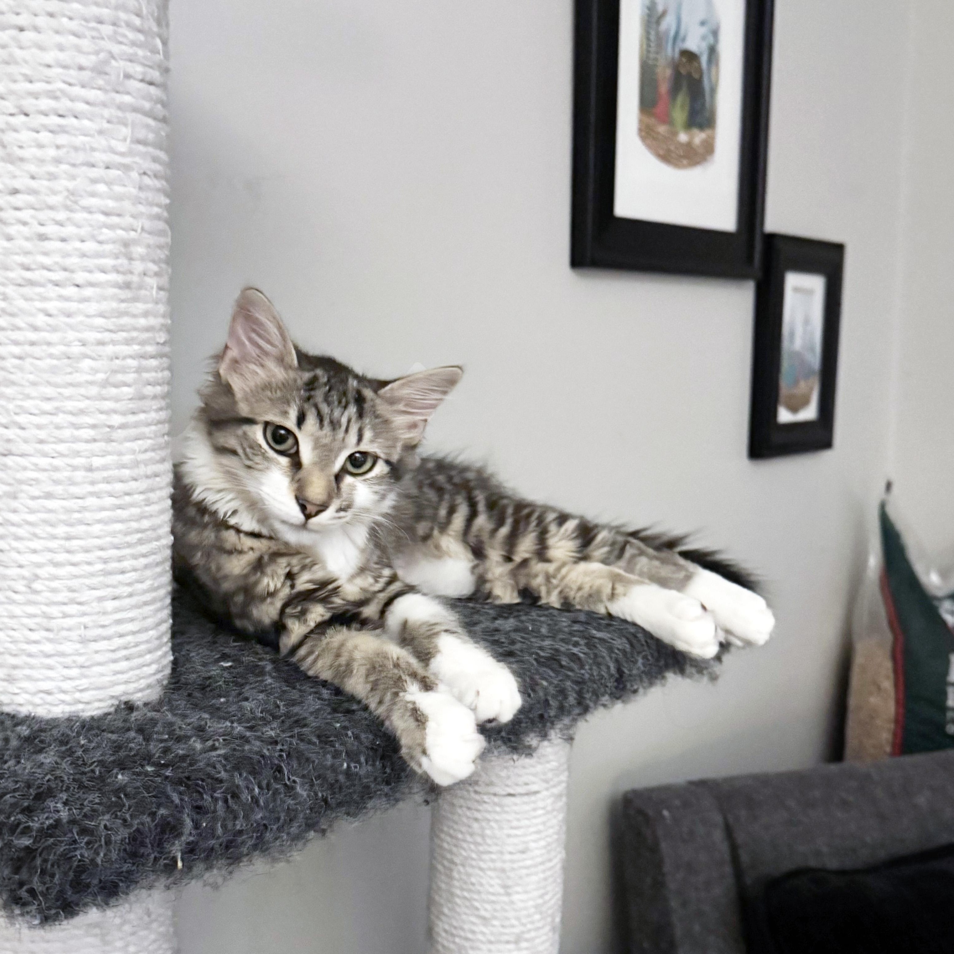 Jaylen, a Adoptable Domestic Medium Hair in Apex, NC image 4/6