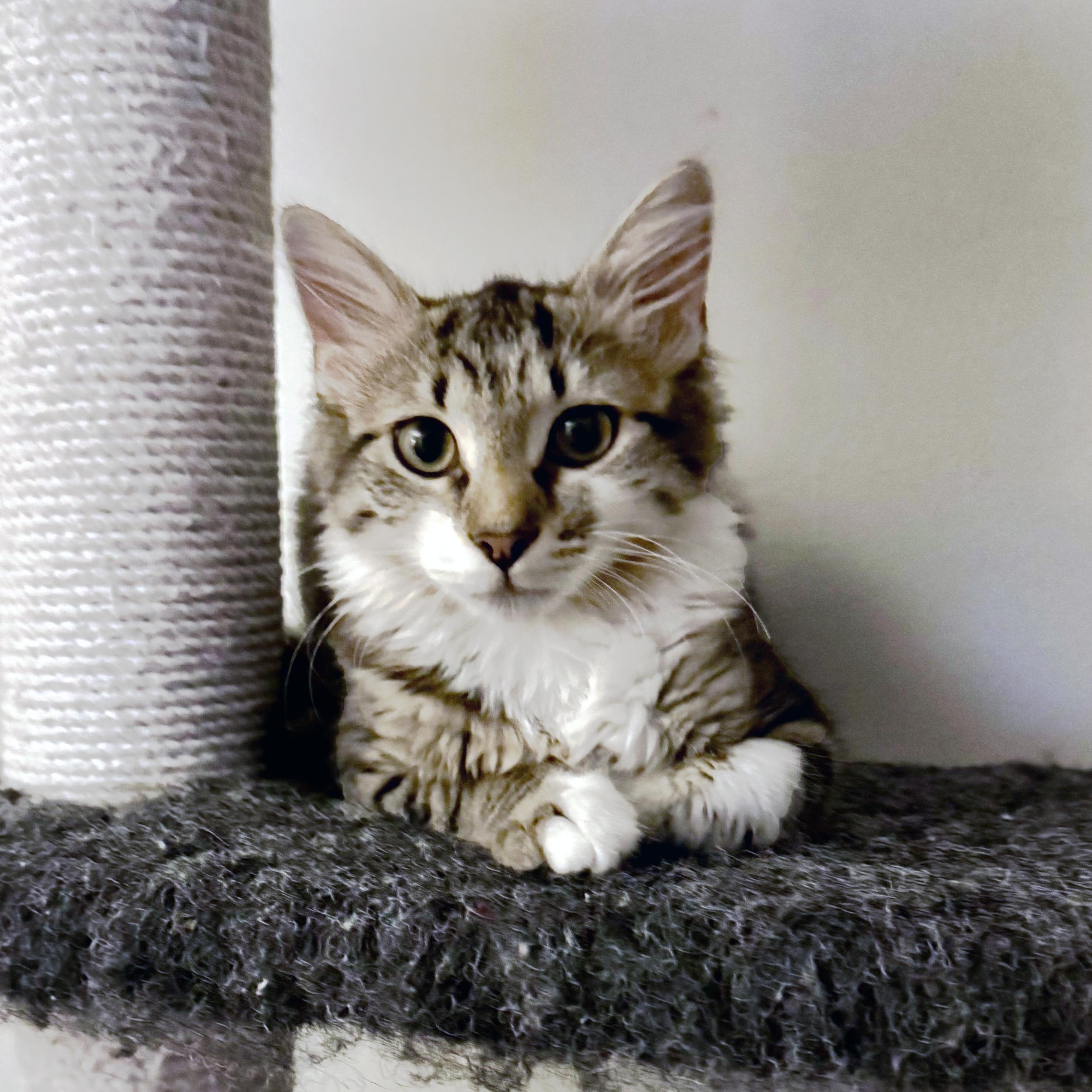 Jaylen, a Adoptable Domestic Medium Hair in Apex, NC image 6/6