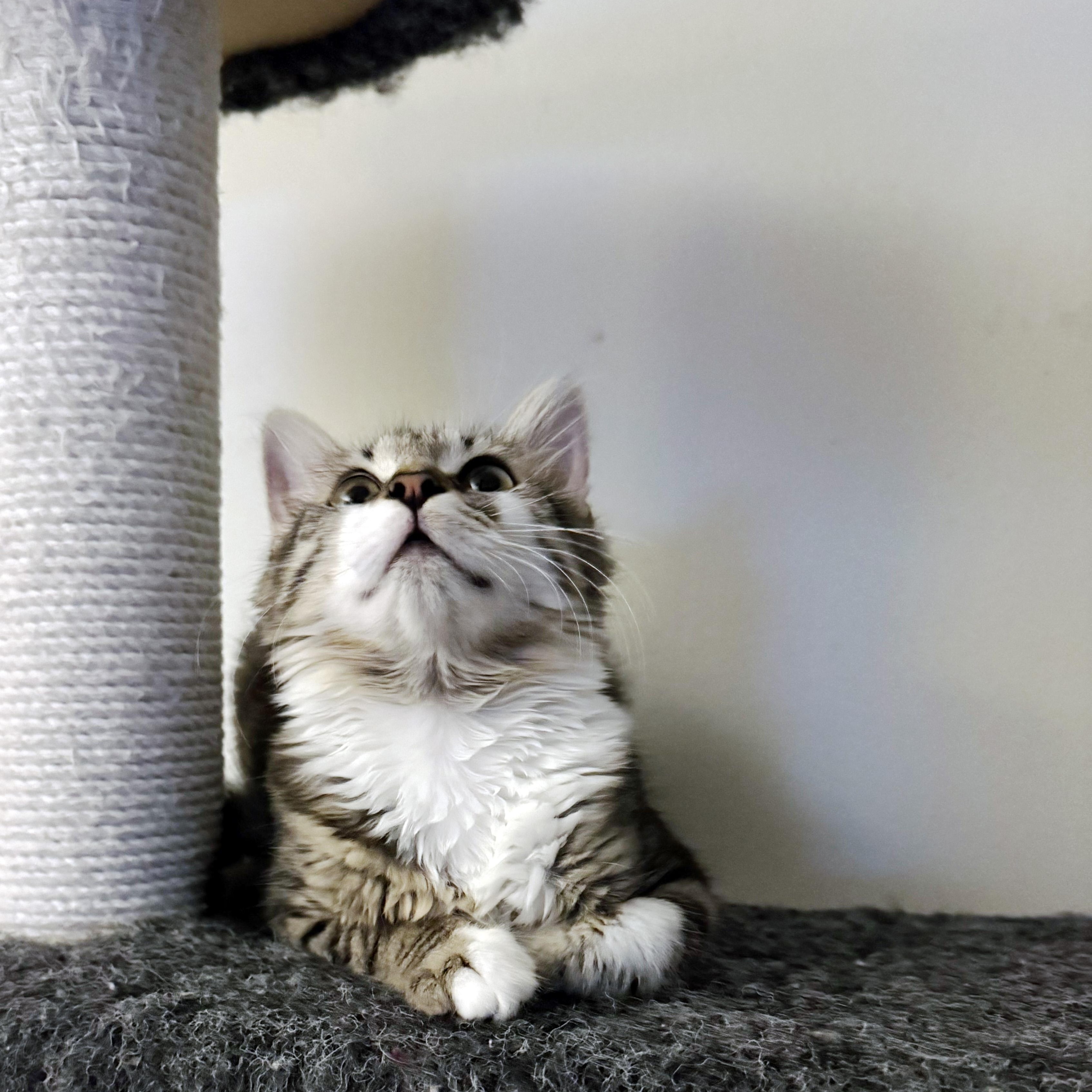 Jaylen, a Adoptable Domestic Medium Hair in Apex, NC image 2/6