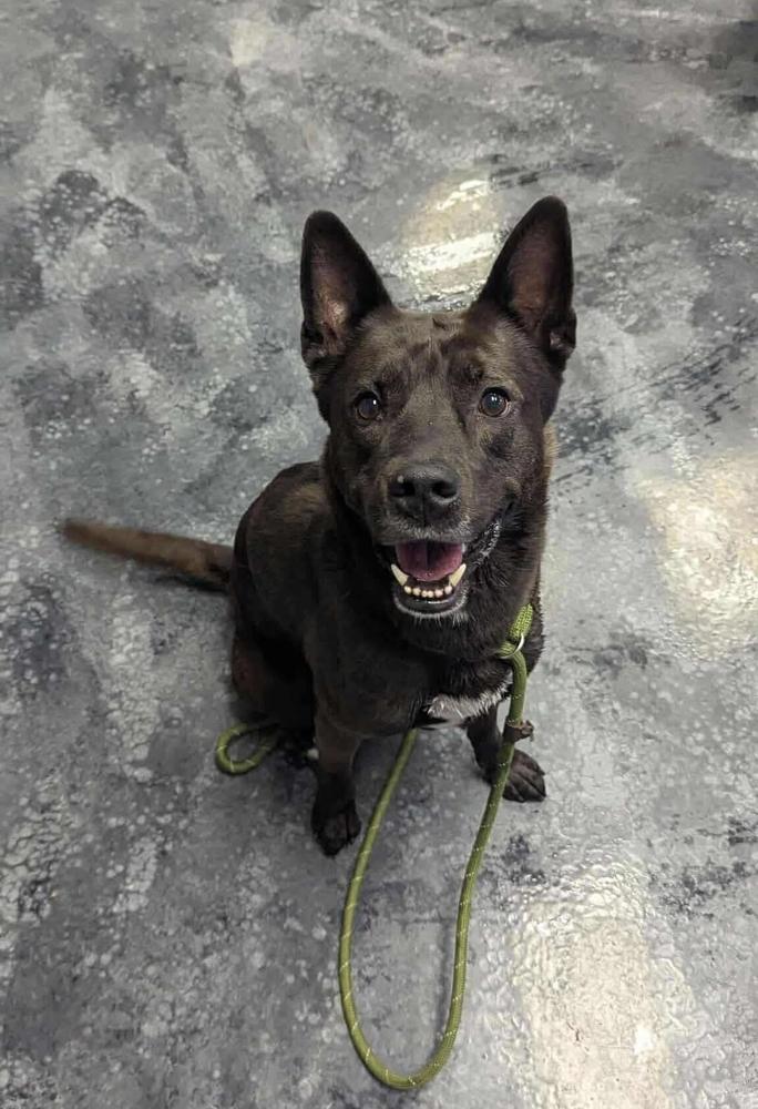 Enlarge Sid, a Adoptable mixed breed in Wausau, WI image 1/6