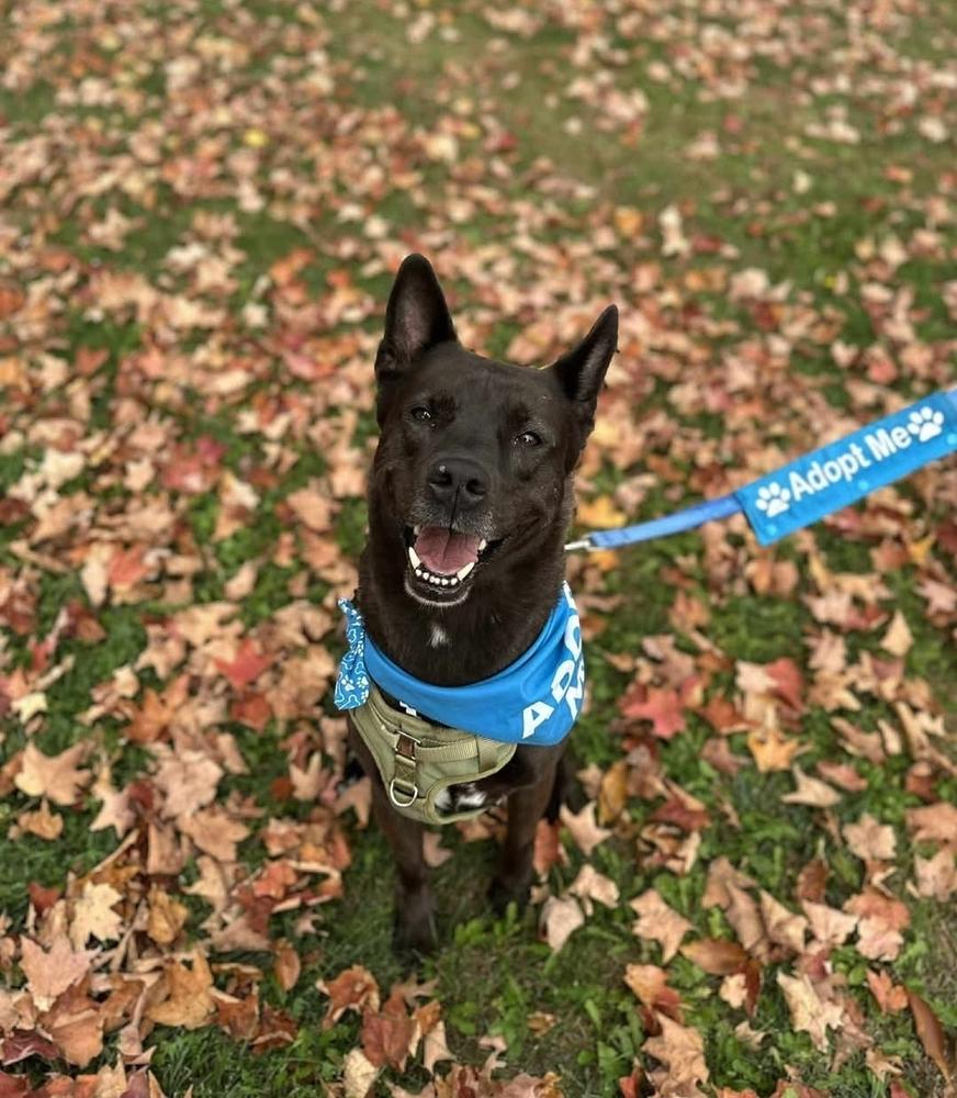 Enlarge Sid, a Adoptable mixed breed in Wausau, WI image 2/6