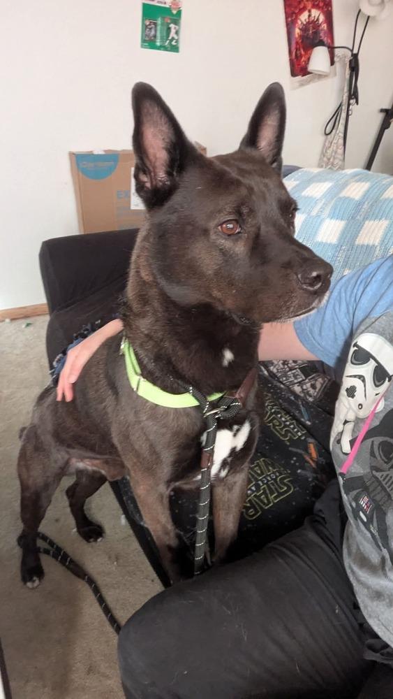 Enlarge Sid, a Adoptable mixed breed in Wausau, WI image 3/6