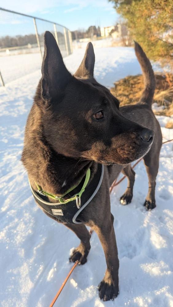 Enlarge Sid, a Adoptable mixed breed in Wausau, WI image 3/6