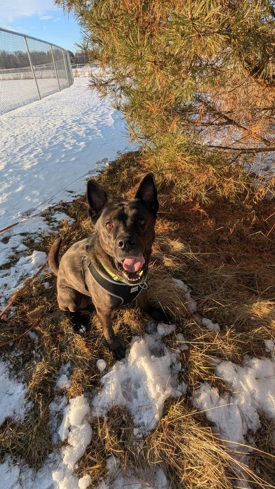 Enlarge Sid, a Adoptable mixed breed in Wausau, WI image 4/6