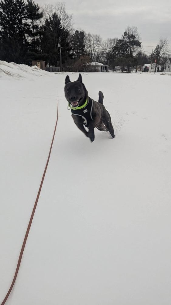 Enlarge Sid, a Adoptable mixed breed in Wausau, WI image 4/6