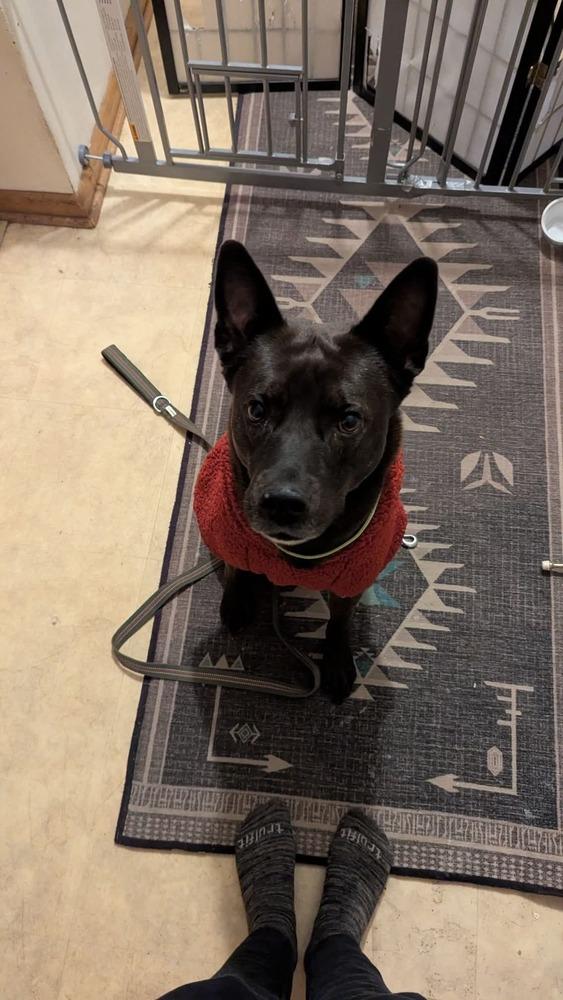 Enlarge Sid, a Adoptable mixed breed in Wausau, WI image 5/6