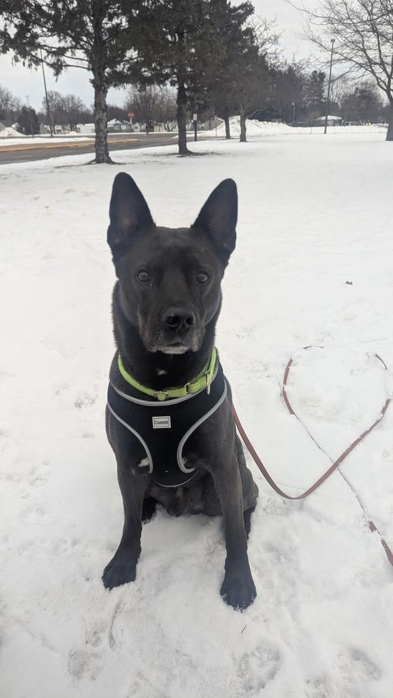 Enlarge Sid, a Adoptable mixed breed in Wausau, WI image 6/6