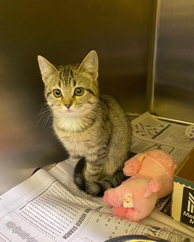 Olay, Adoptable, Young Female Domestic Short Hair.