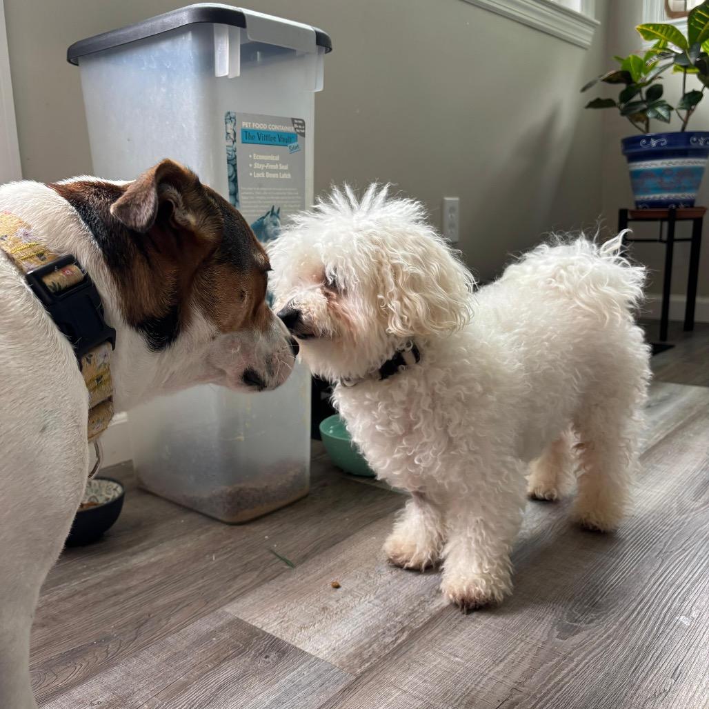 SHILOH, a Adoptable Bichon Frise in Berlin, NJ image 2/6