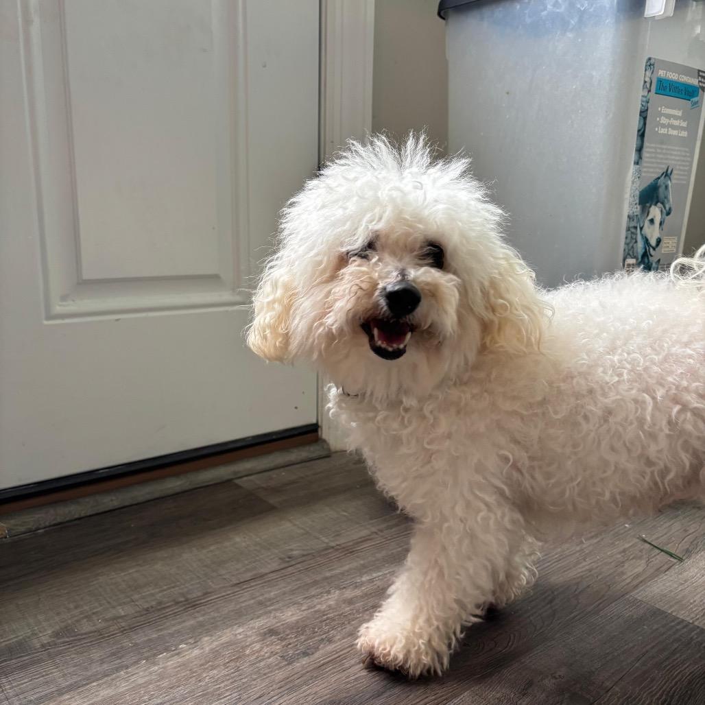 SHILOH, a Adoptable Bichon Frise in Berlin, NJ image 1/6