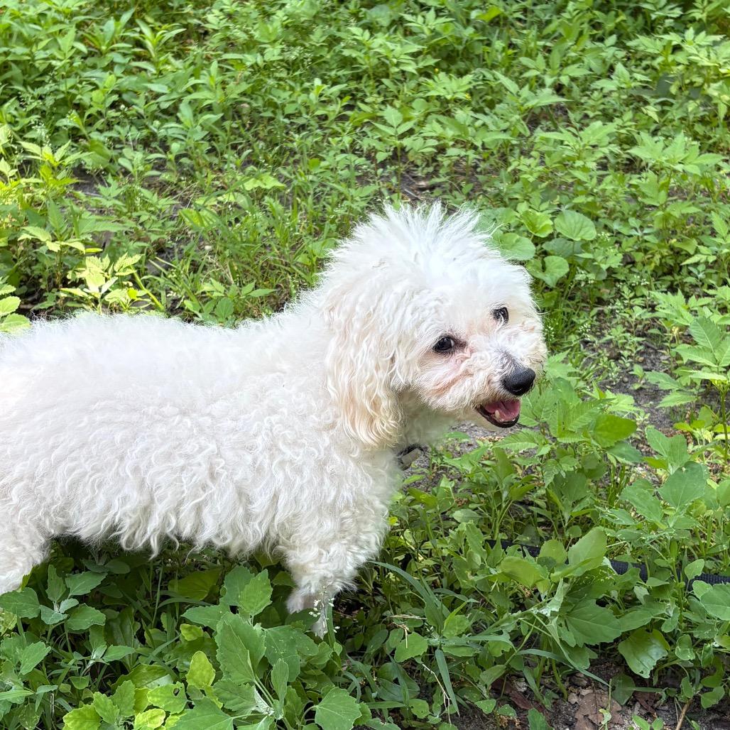 SHILOH, a Adoptable Bichon Frise in Berlin, NJ image 4/6