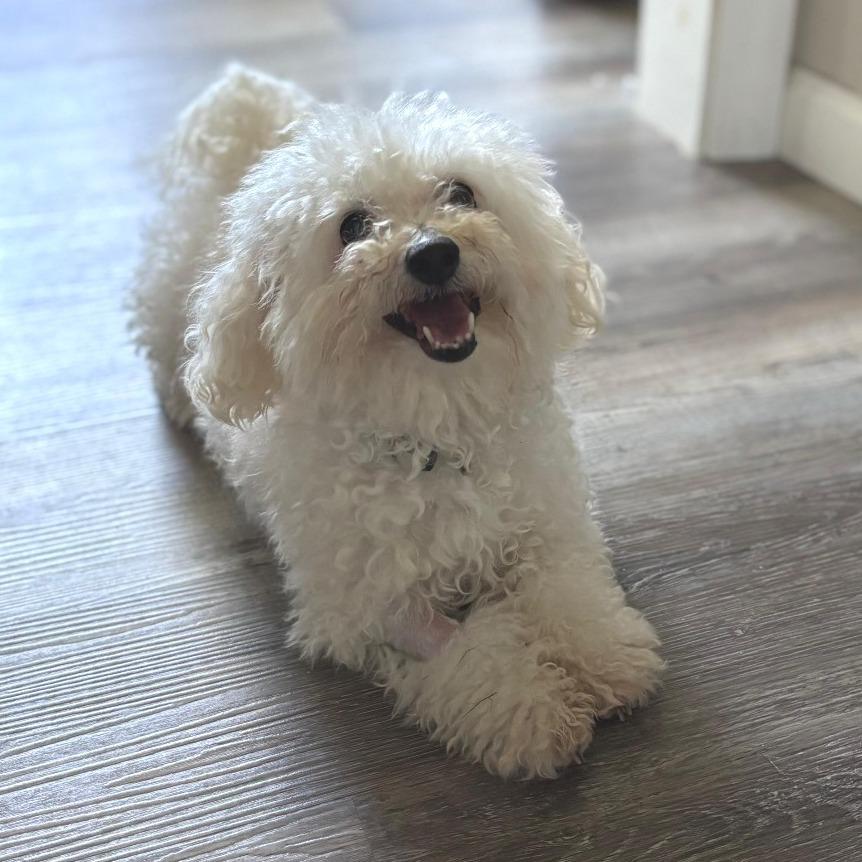 SHILOH, a Adoptable Bichon Frise in Berlin, NJ image 5/6