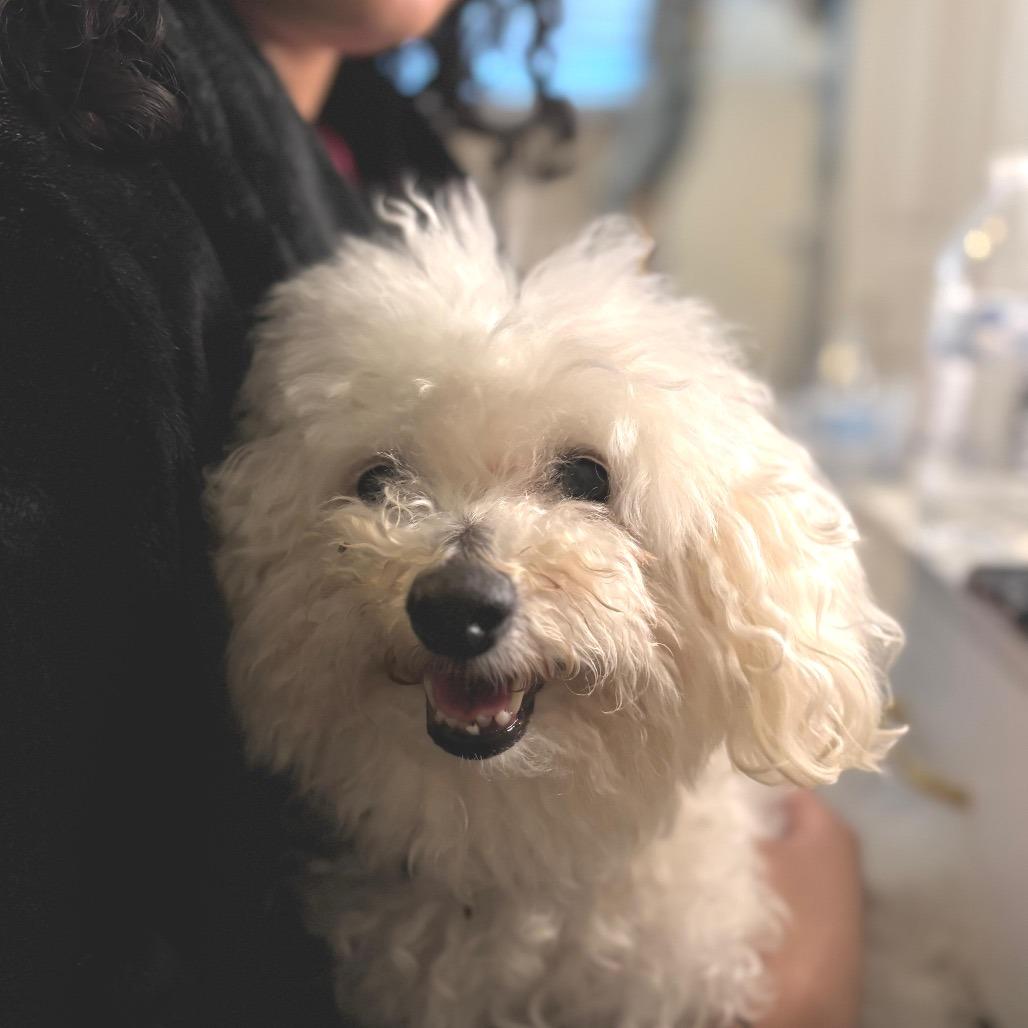 SHILOH, a Adoptable Bichon Frise in Berlin, NJ image 6/6