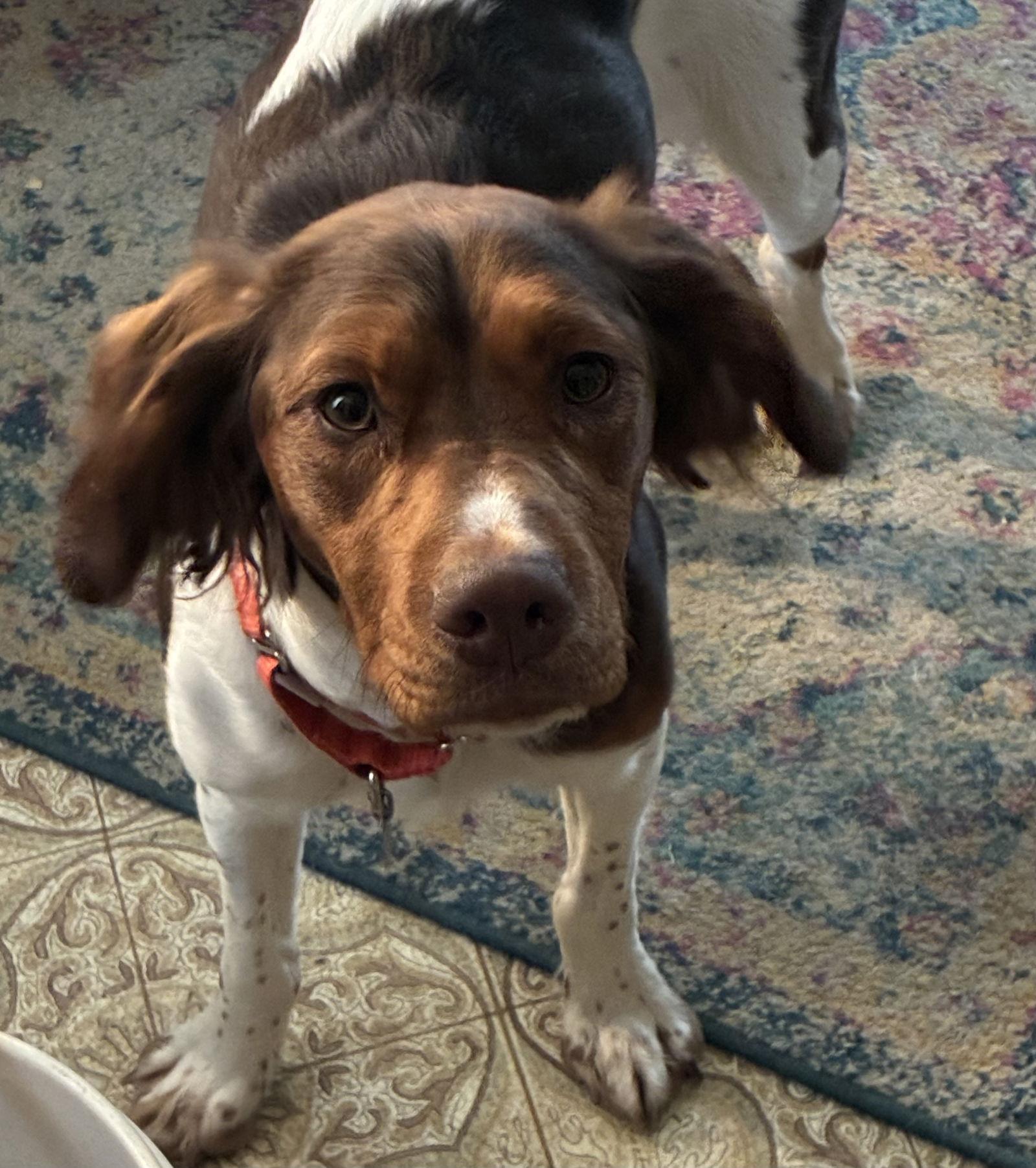 ME/(Pending Adoption)Penny, a Adoptable Brittany Spaniel in Prospect, ME image 1/3