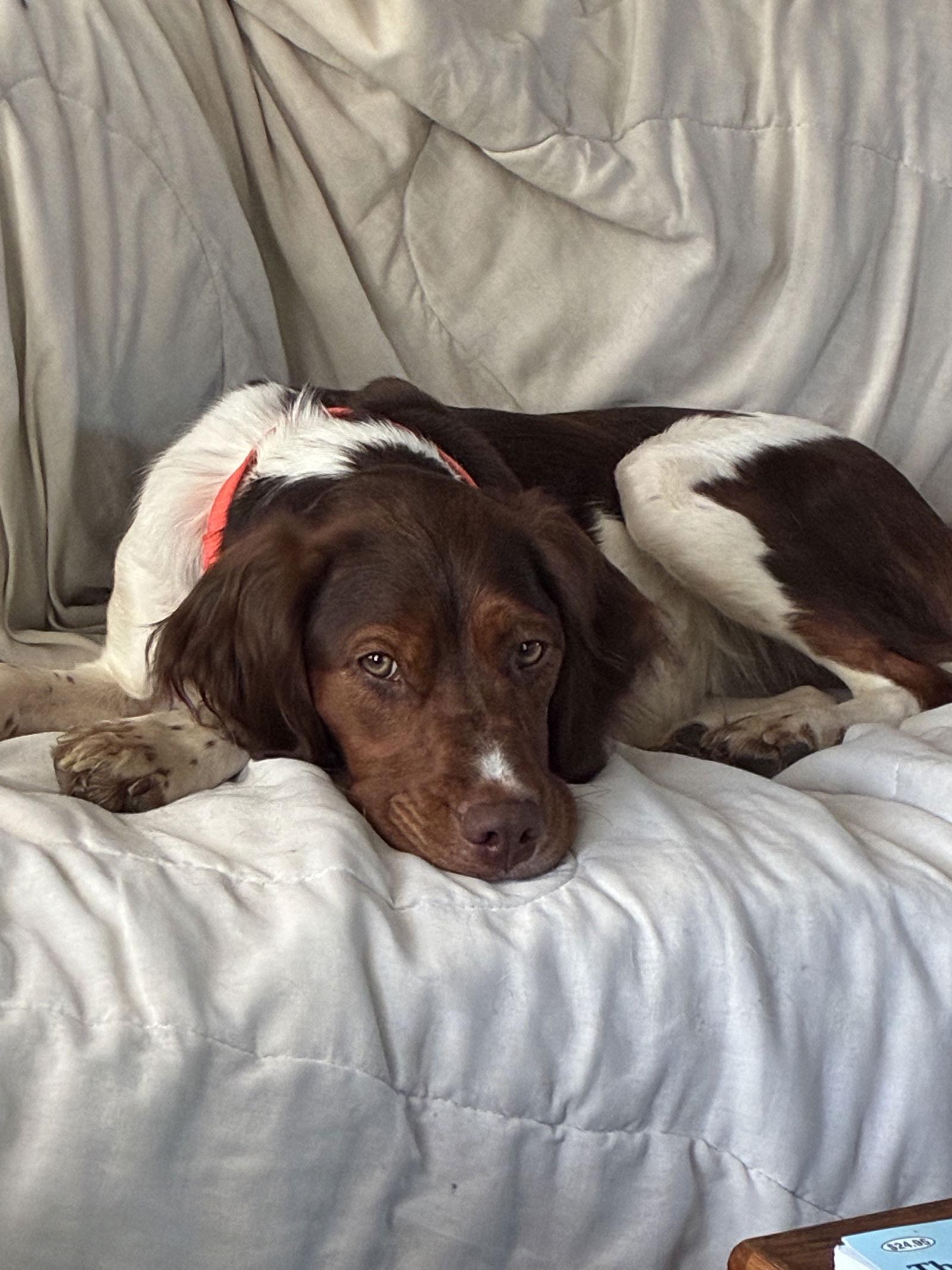 ME/(Pending Adoption)Penny, a Adoptable Brittany Spaniel in Prospect, ME image 2/3