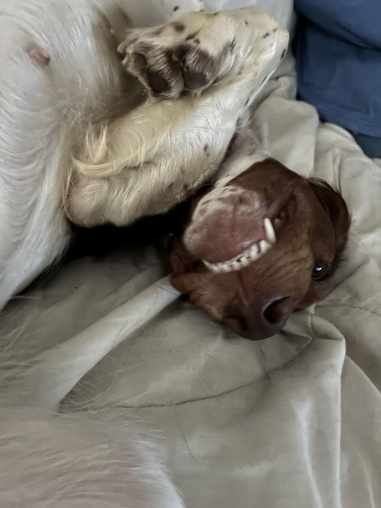 ME/(Pending Adoption)Penny, a Adoptable Brittany Spaniel in Prospect, ME image 3/3