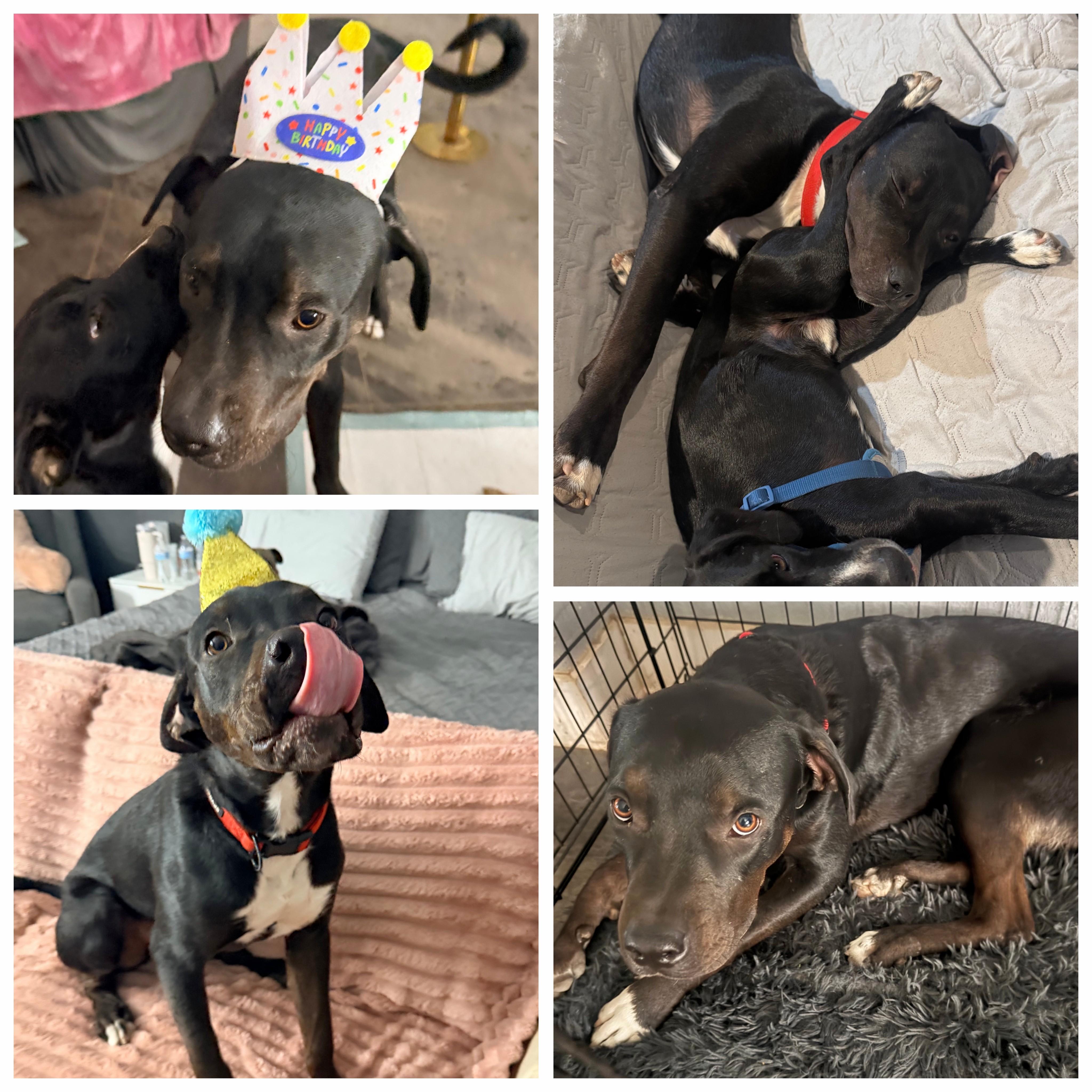 Enlarge Leo, a Adoptable mixed breed in Brattleboro, VT image 2/6