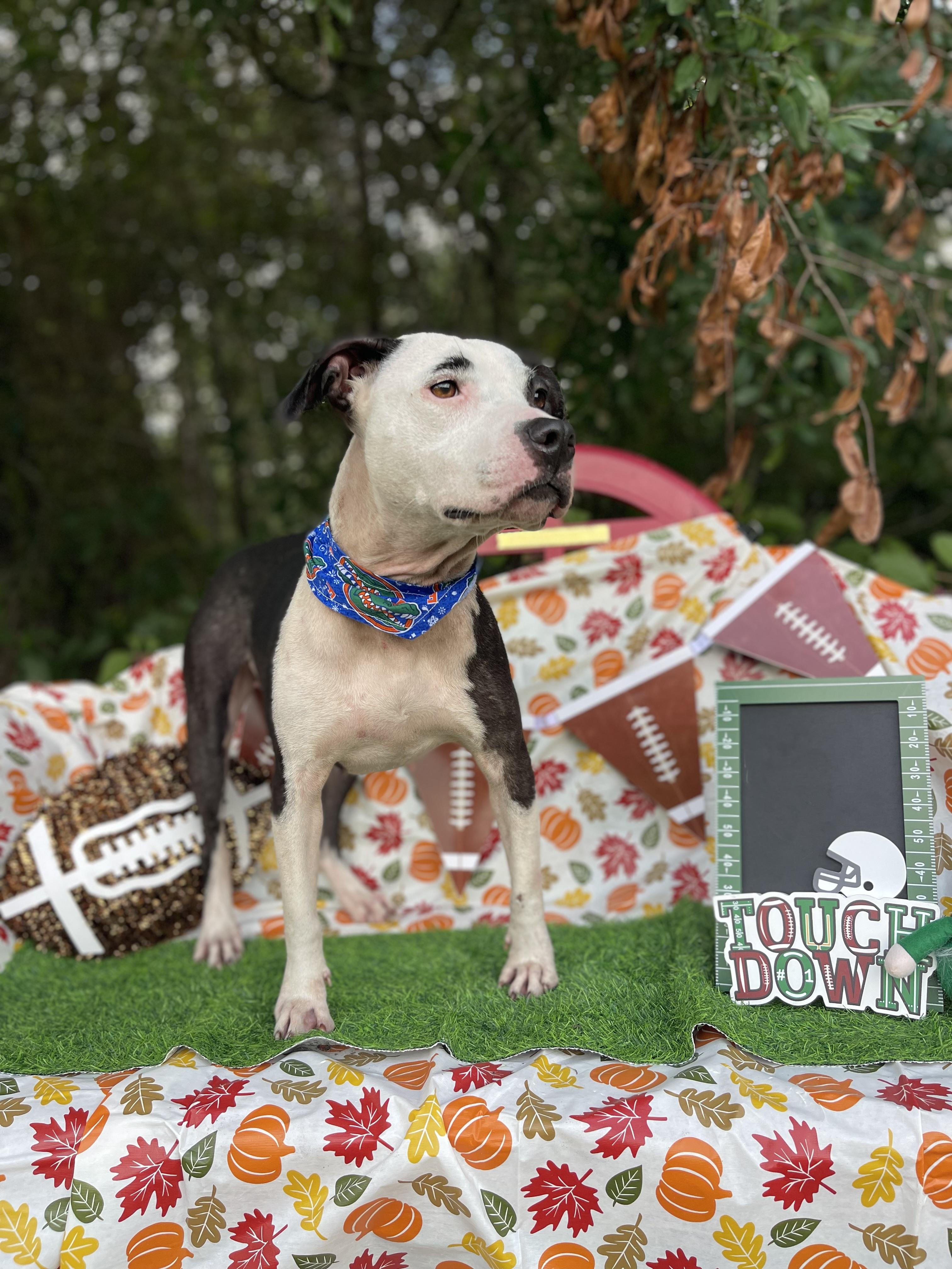 Enlarge Latto, a Adoptable mixed breed in Sebring, FL image 5/5