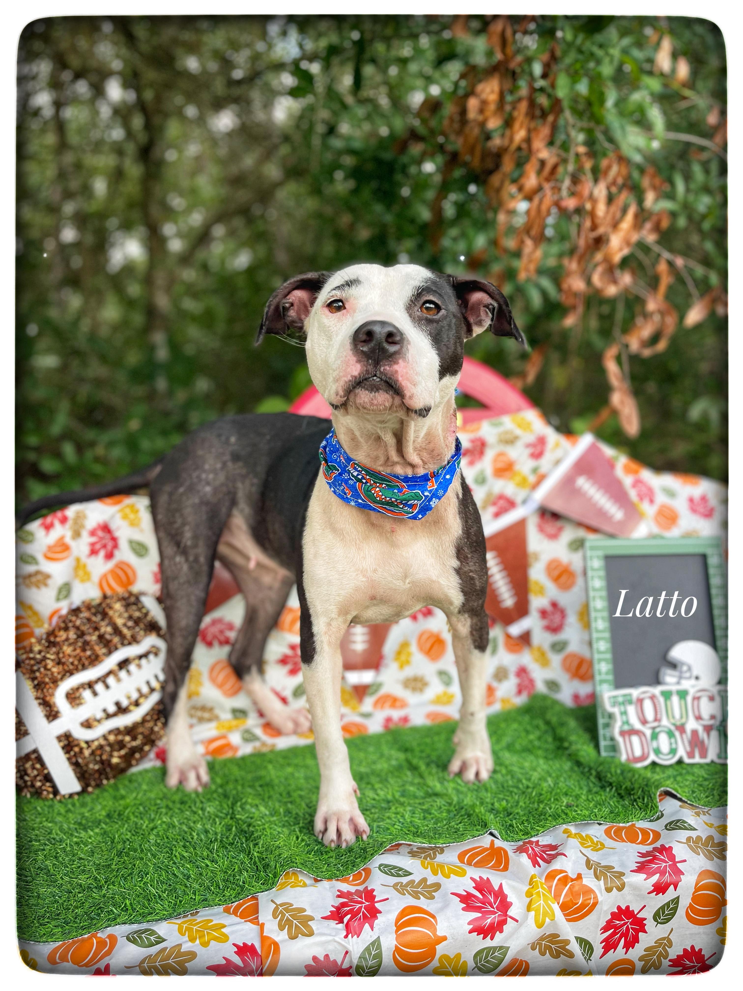 Enlarge Latto, a Adoptable mixed breed in Sebring, FL image 1/5
