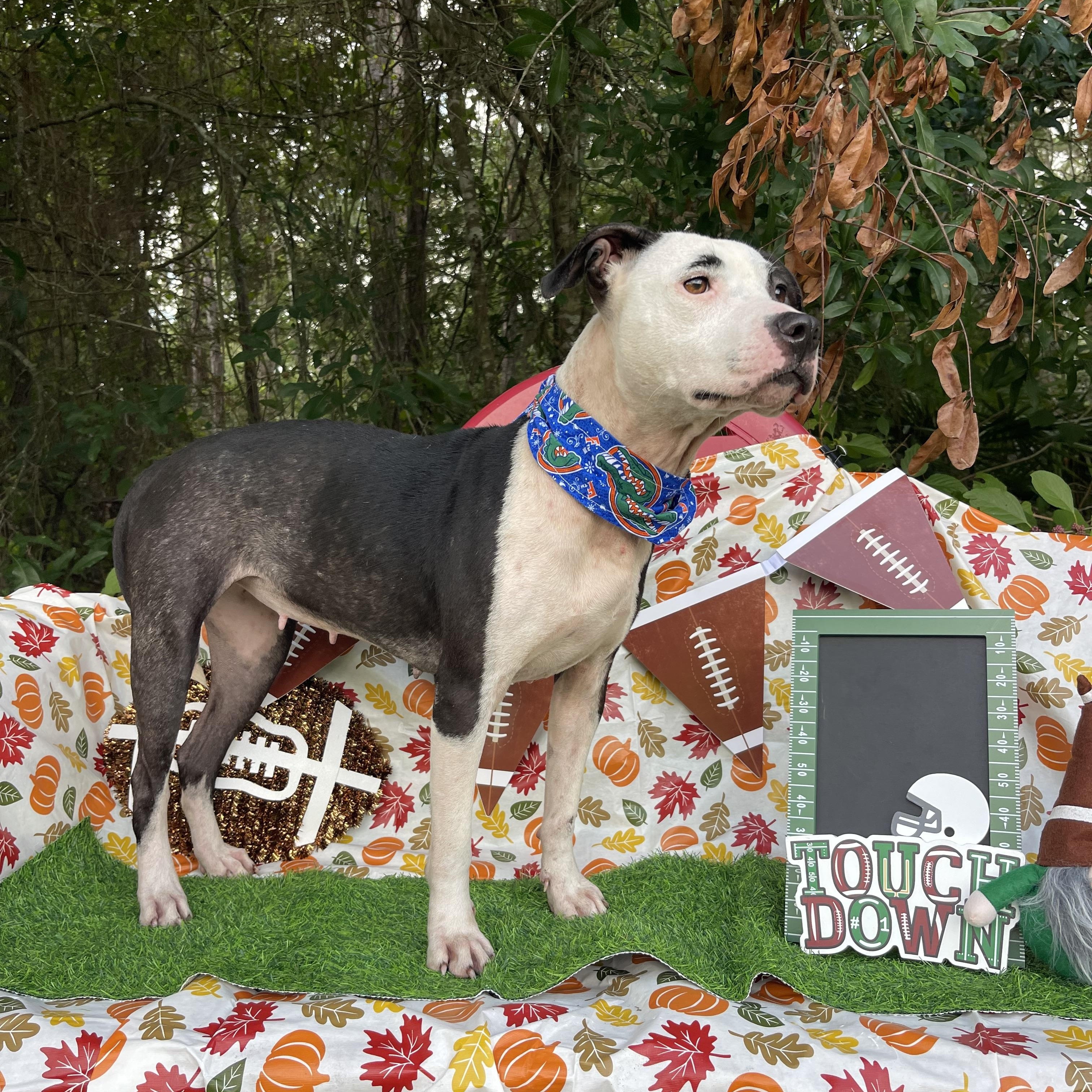 Enlarge Latto, a Adoptable mixed breed in Sebring, FL image 2/5