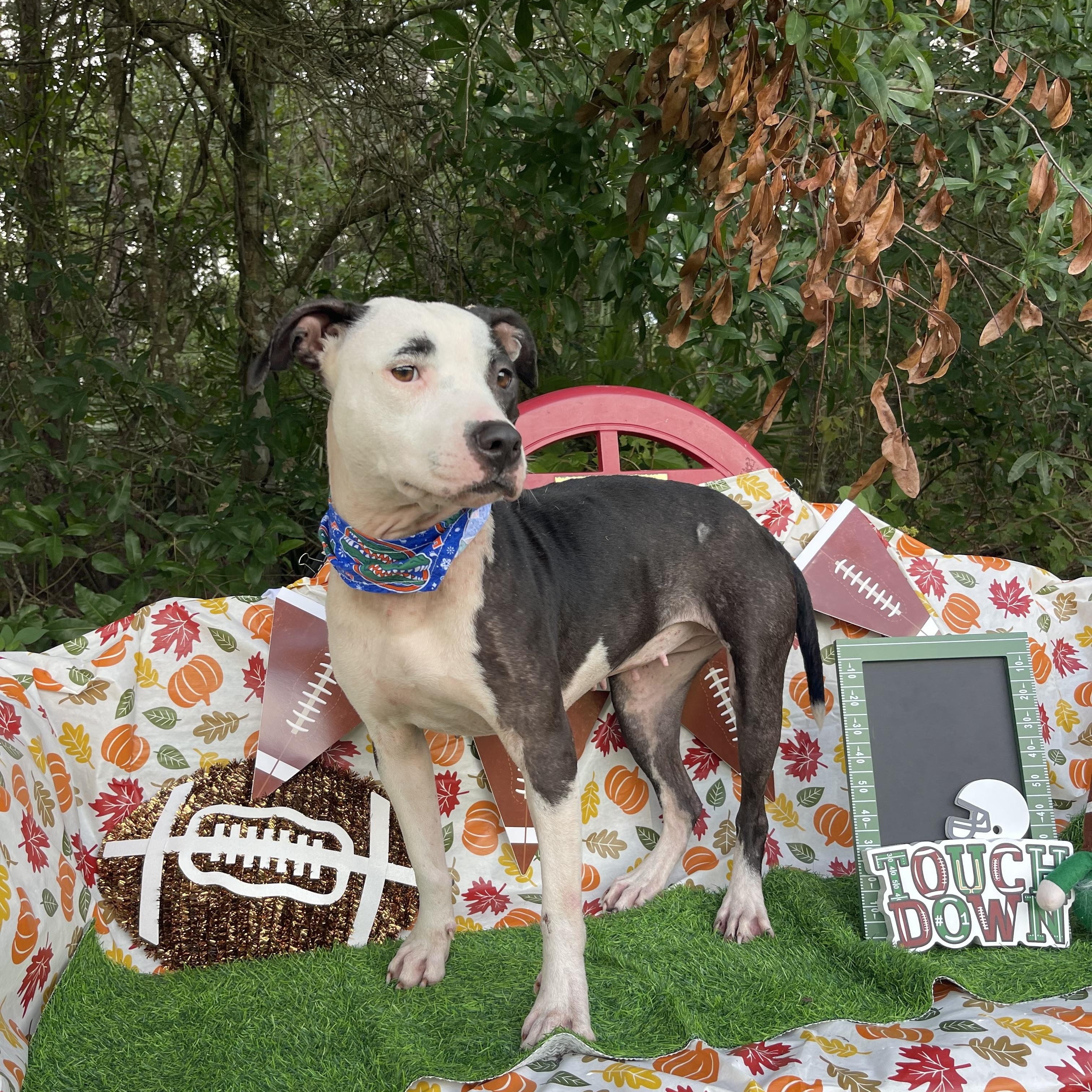 Enlarge Latto, a Adoptable mixed breed in Sebring, FL image 4/5