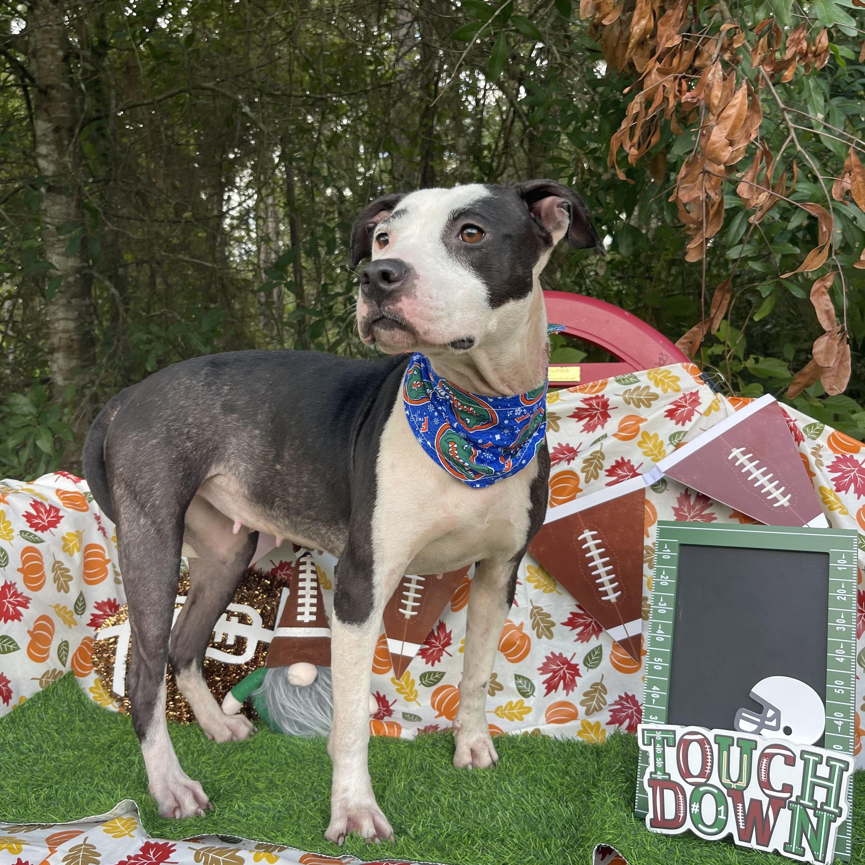 Enlarge Latto, a Adoptable mixed breed in Sebring, FL image 3/5