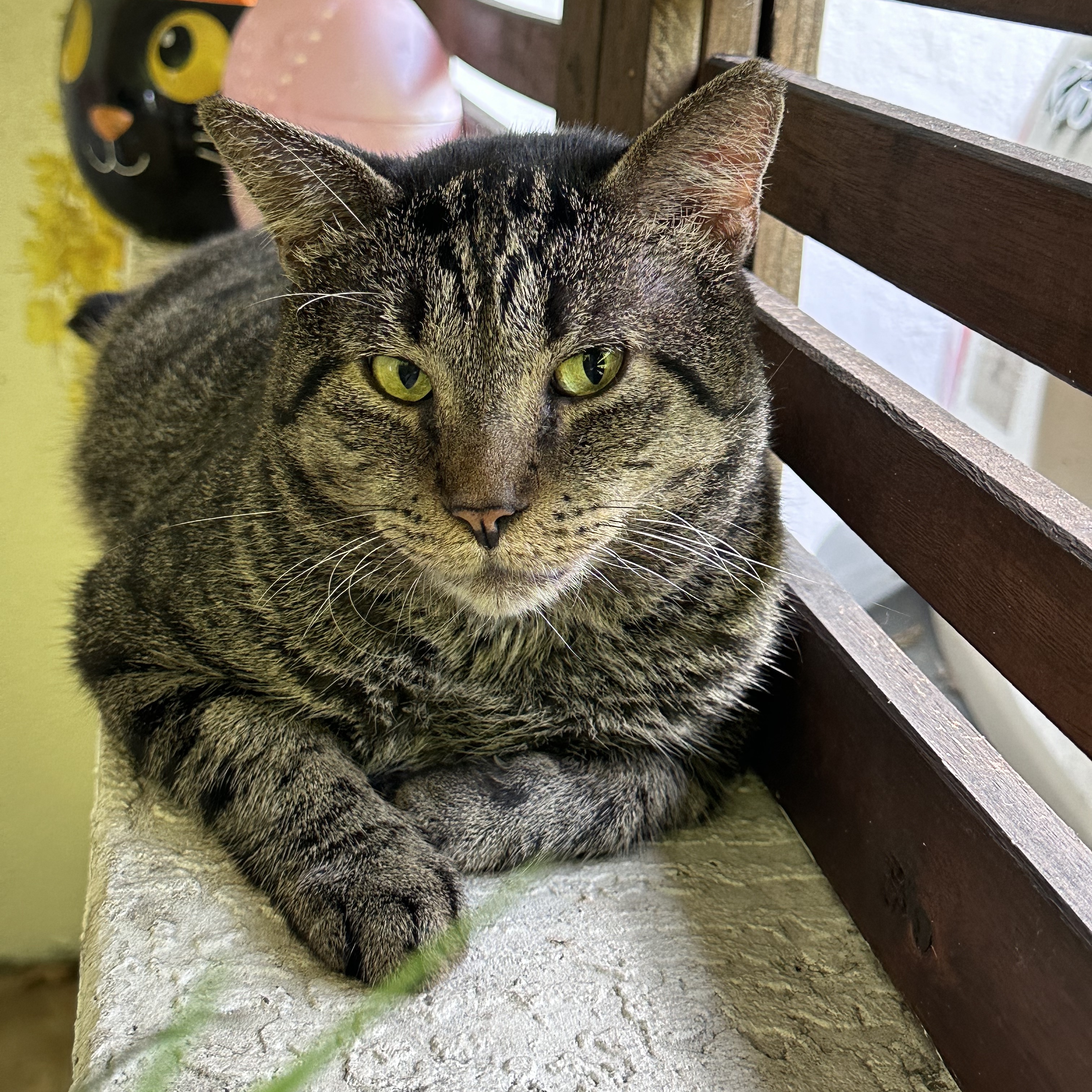 Selleck — thumbnail 2