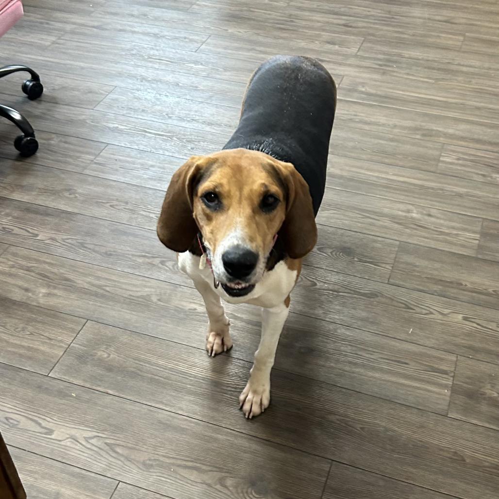 Enlarge Birdie (FKA Abilene), a Adoptable Coonhound in Danville, KY image 1/6
