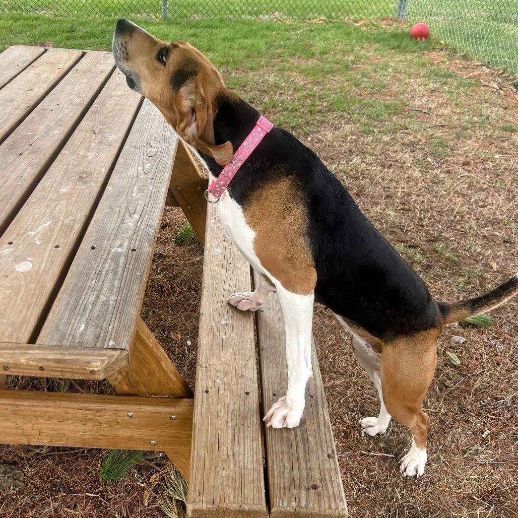 Enlarge Birdie (FKA Abilene), a Adoptable Coonhound in Danville, KY image 2/6
