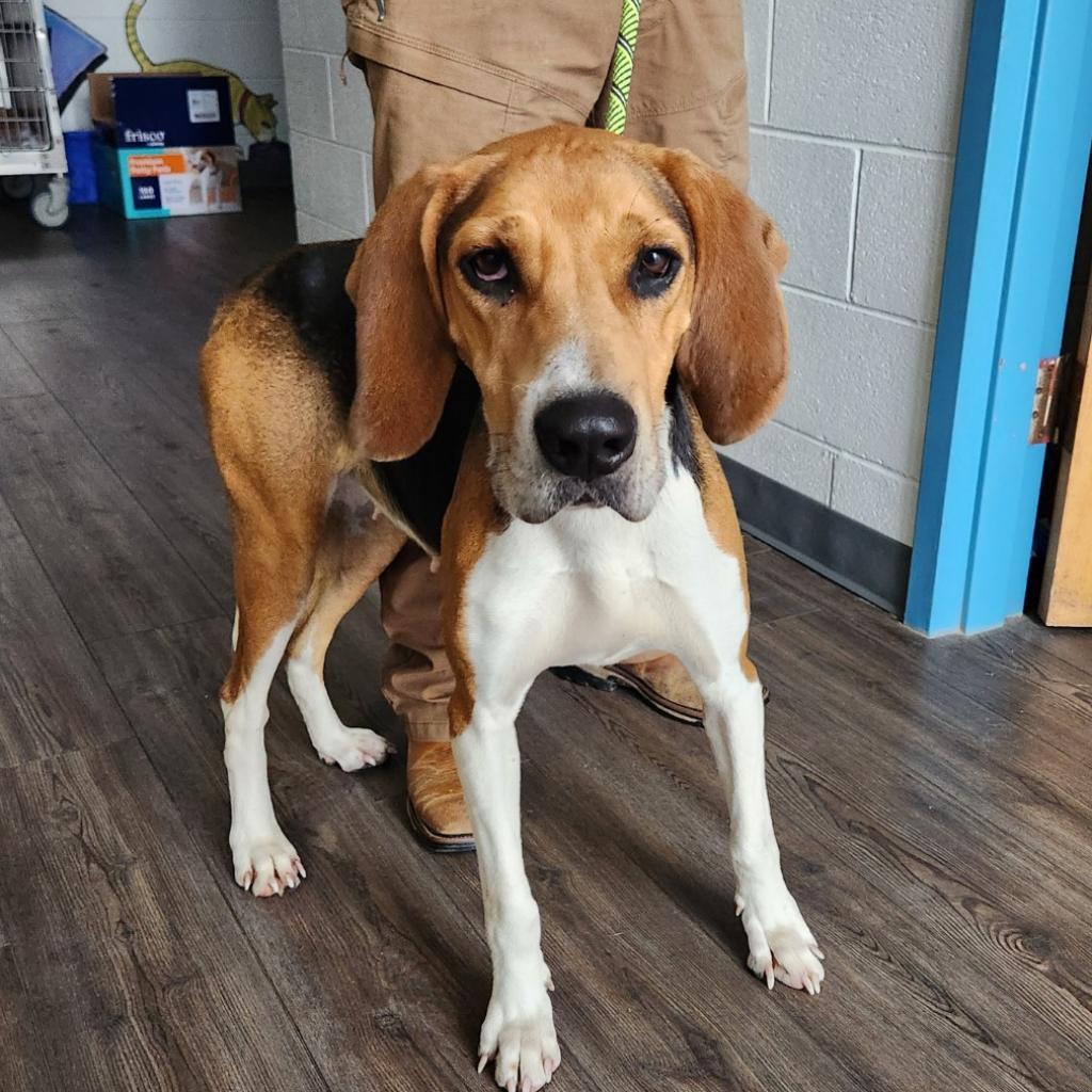 Enlarge Birdie (FKA Abilene), a Adoptable Coonhound in Danville, KY image 3/6