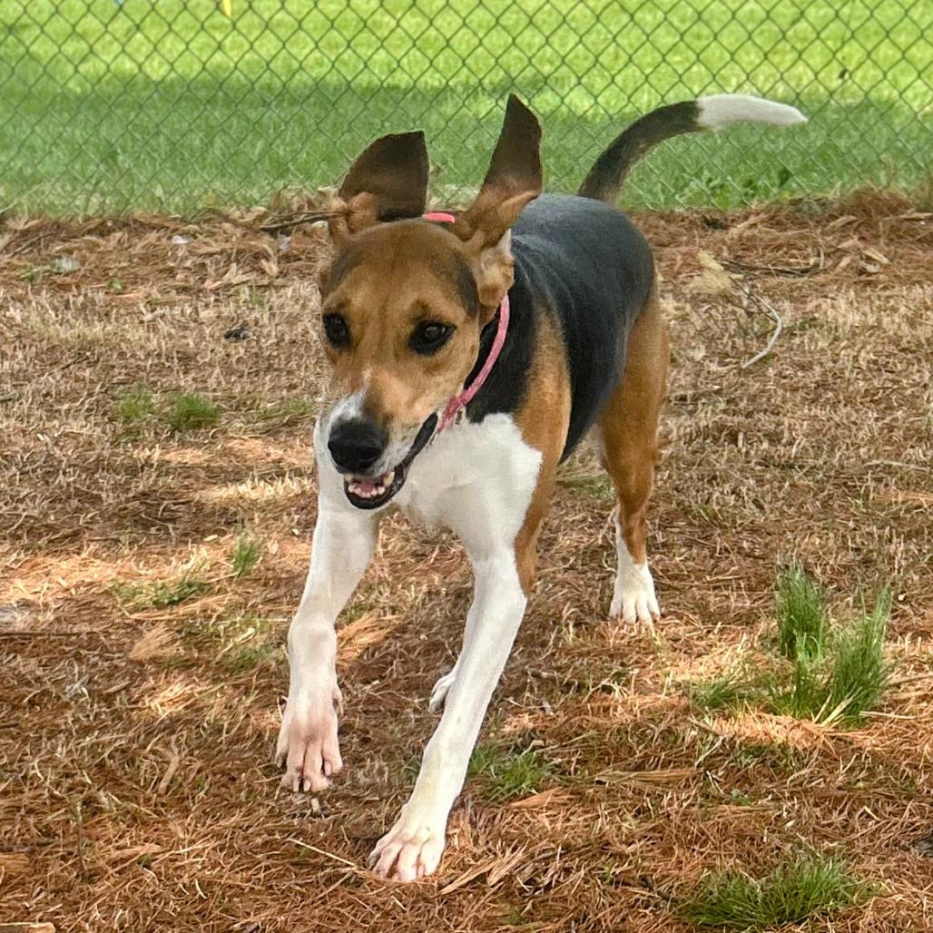 Enlarge Birdie (FKA Abilene), a Adoptable Coonhound in Danville, KY image 5/6