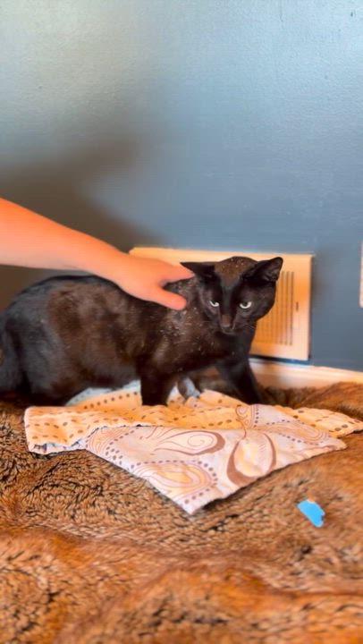 Enlarge Day Day, a Adoptable Domestic Short Hair in Bloomfield, NJ video 5/5