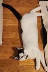 FRITO & PRINGLE, a Adoptable Domestic Short Hair in Portland, ME image 5/6