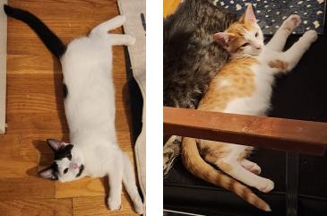 FRITO & PRINGLE, Adoptable, Young Male Domestic Short Hair.