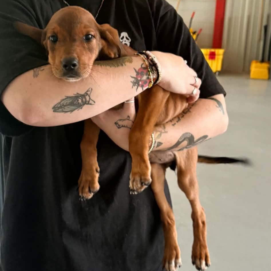 Polly, Adoptable, Puppy Female Hound.