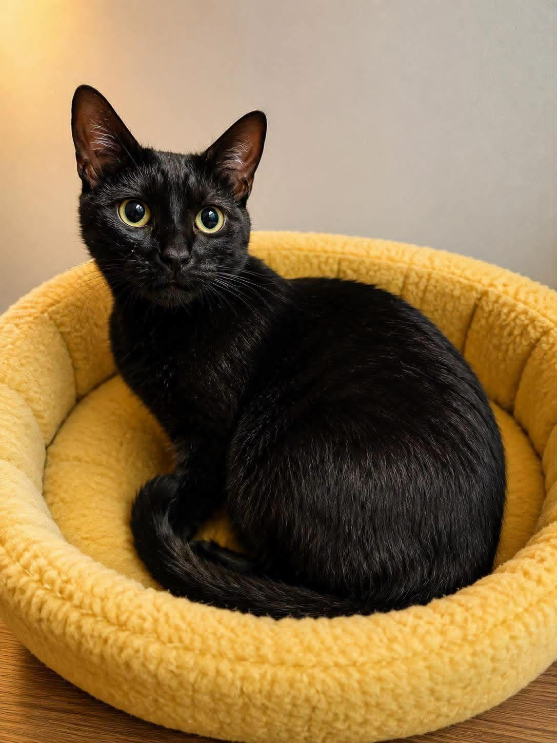 Raven, Adoptable, Adult Female Domestic Short Hair.
