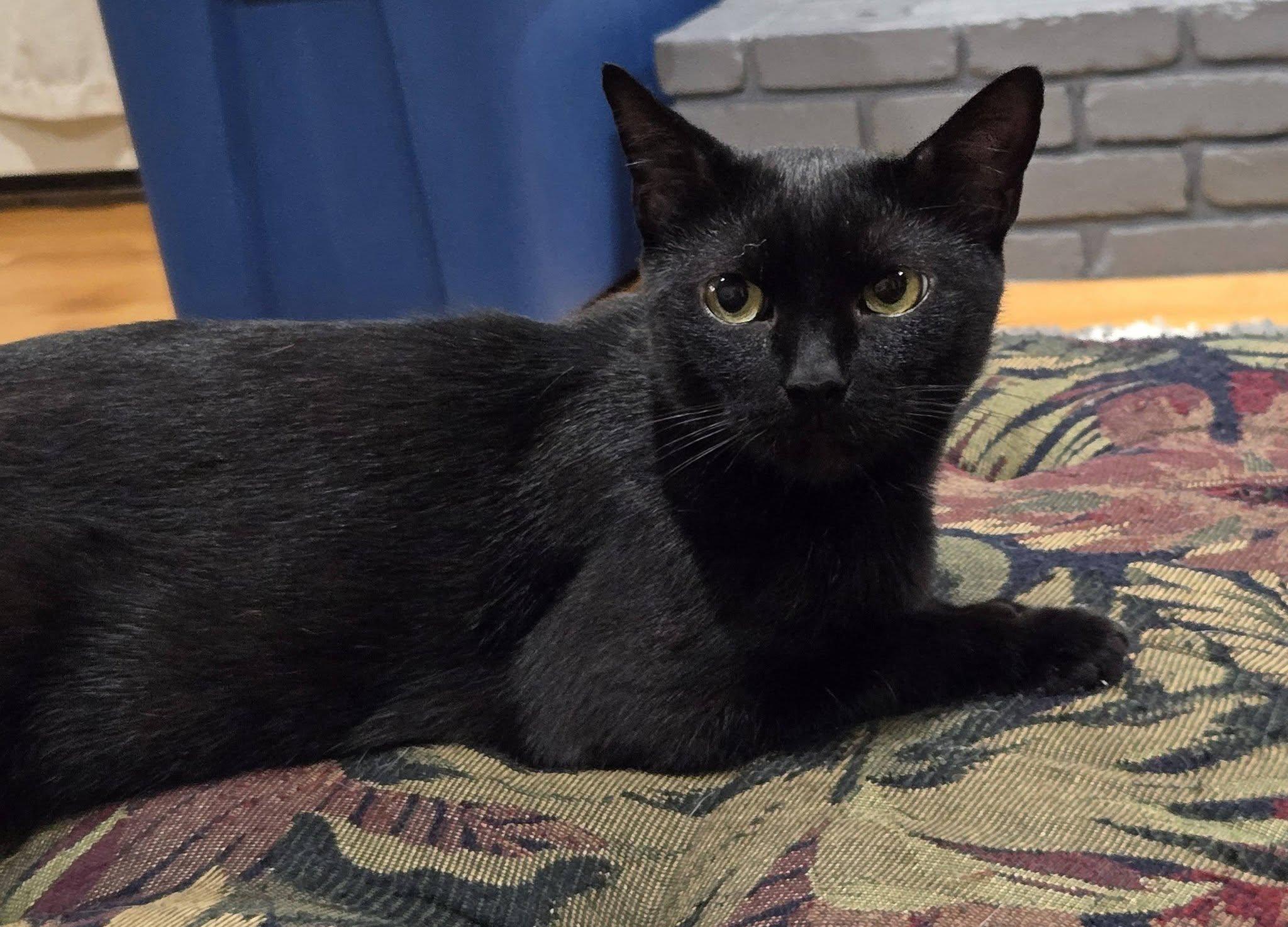Enlarge Raven, a Adoptable Domestic Short Hair in Enfield, CT image 2/6