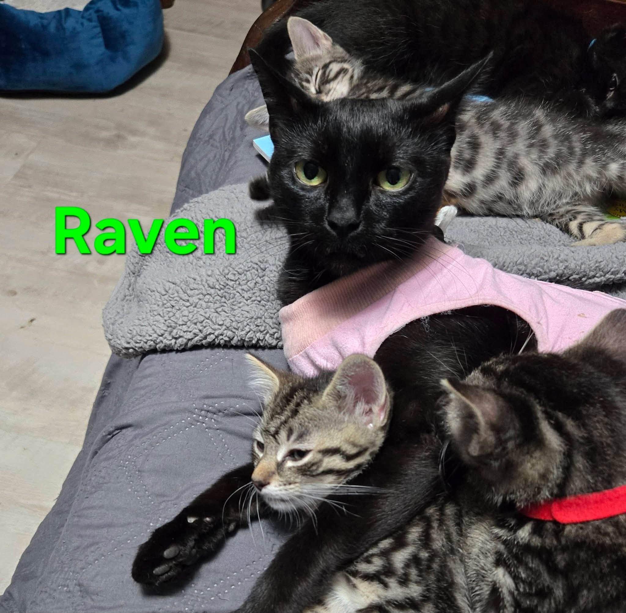 Raven, a Adoptable Domestic Short Hair in Enfield, CT image 2/6