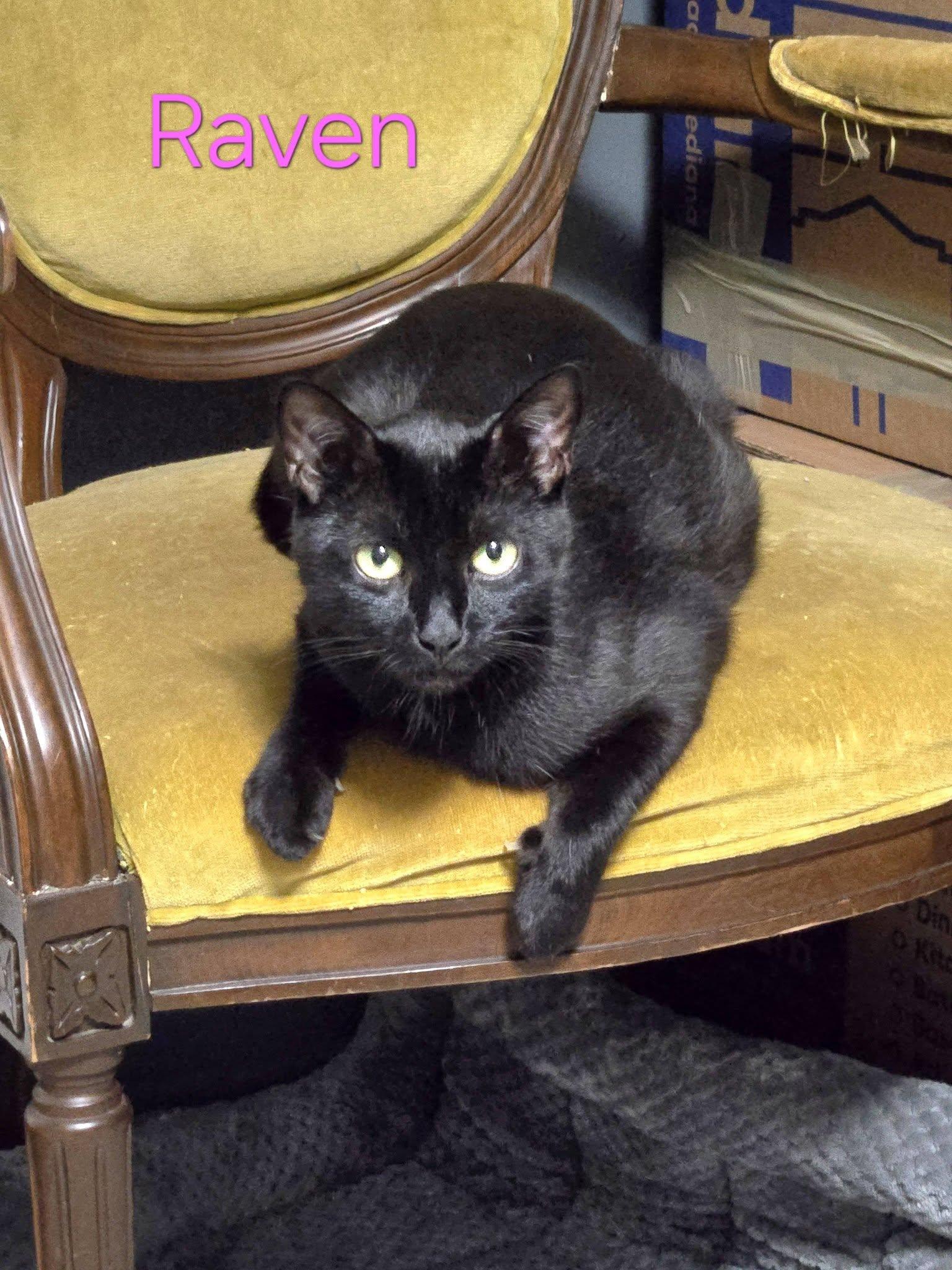 Raven, a Adoptable Domestic Short Hair in Enfield, CT image 3/6