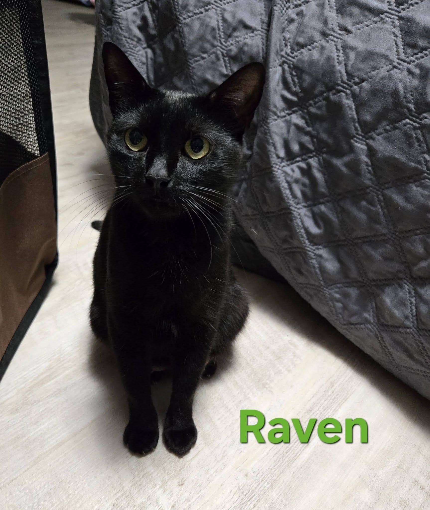 Raven, a Adoptable Domestic Short Hair in Enfield, CT image 4/6