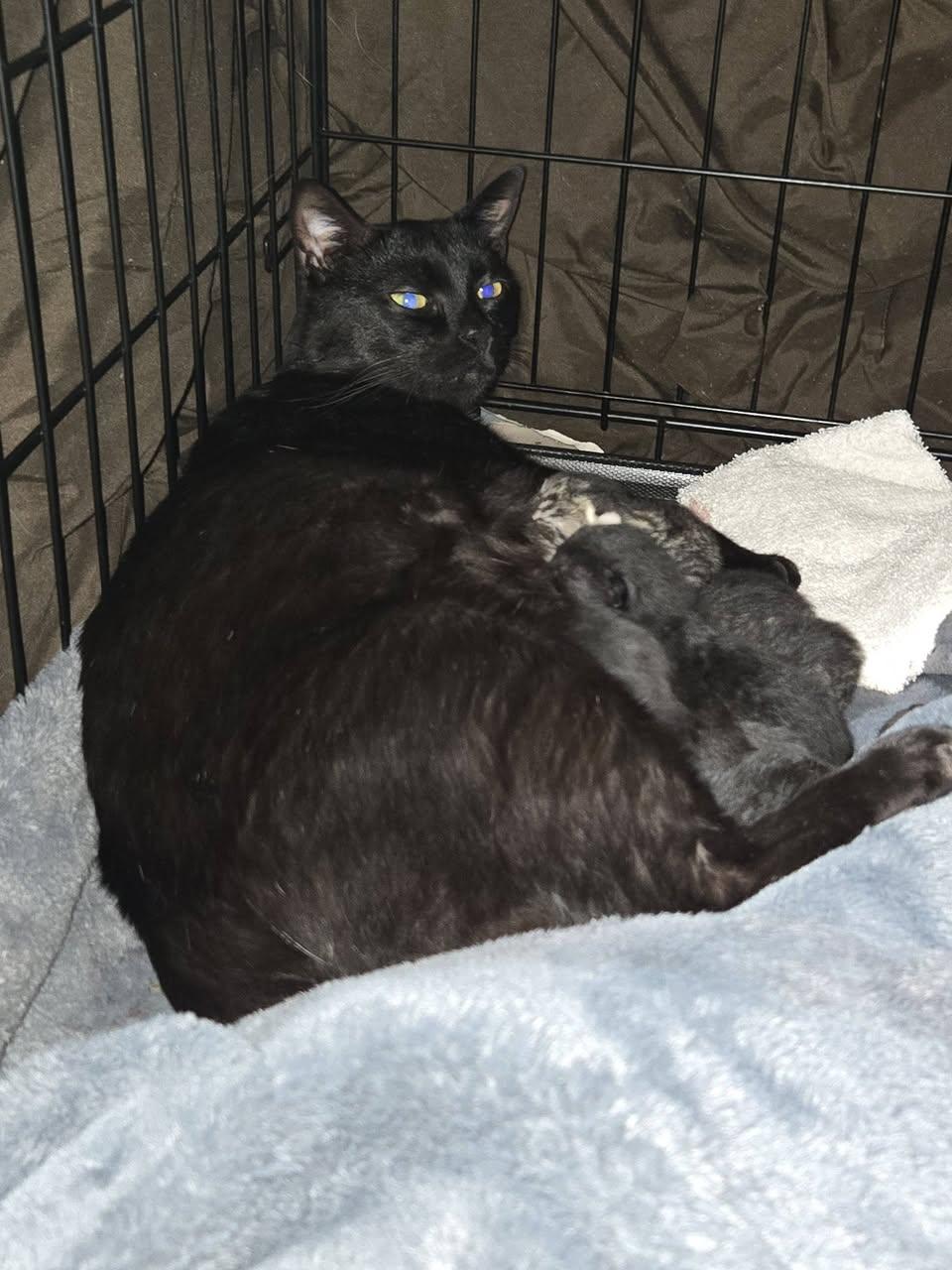 Raven, a Adoptable Domestic Short Hair in Enfield, CT image 5/6