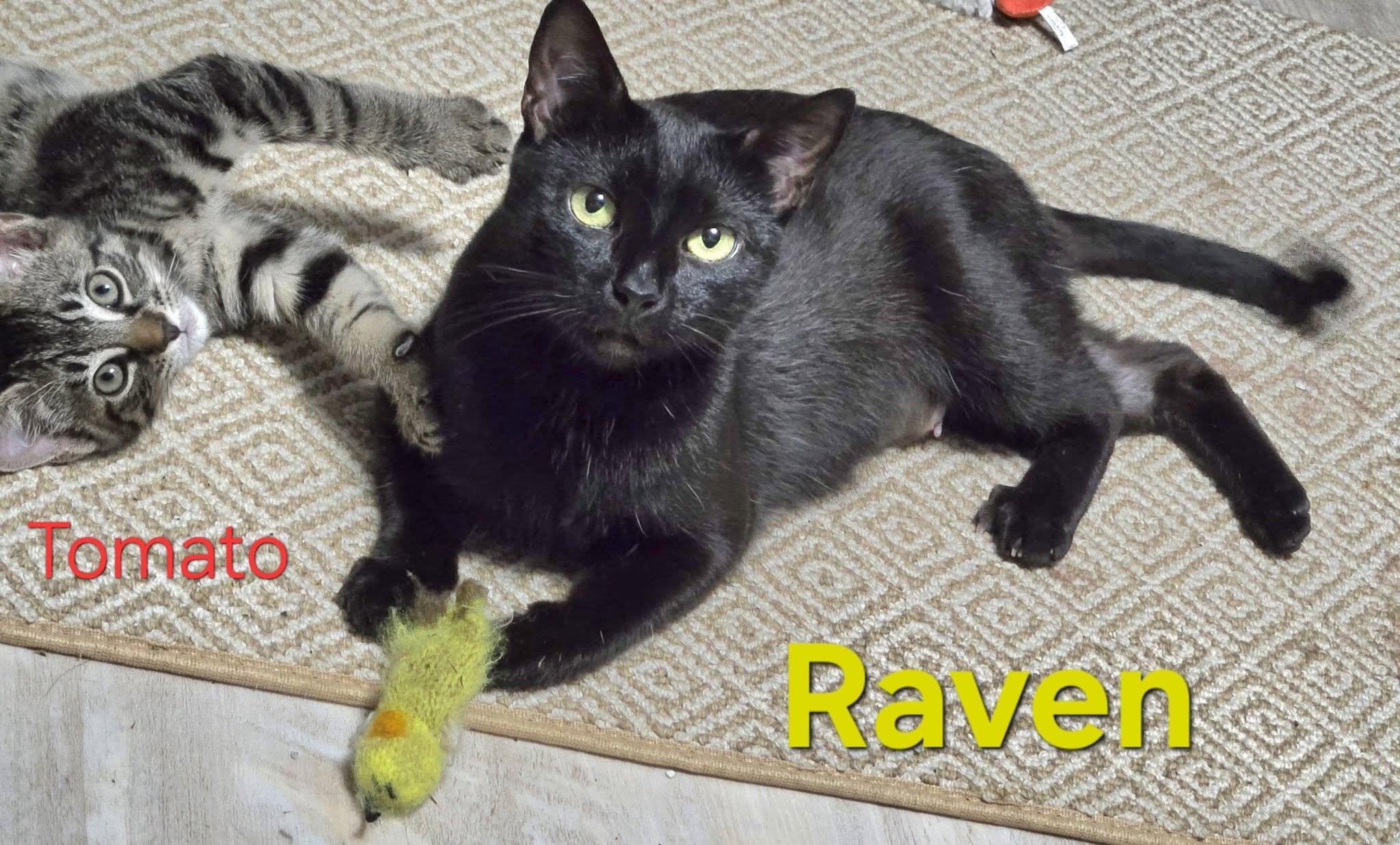 Raven, a Adoptable Domestic Short Hair in Enfield, CT image 6/6